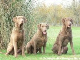 chesapeake_bay_retriever_20211129_1337601680